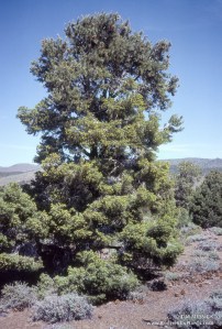 Single-leaf pinyon pine