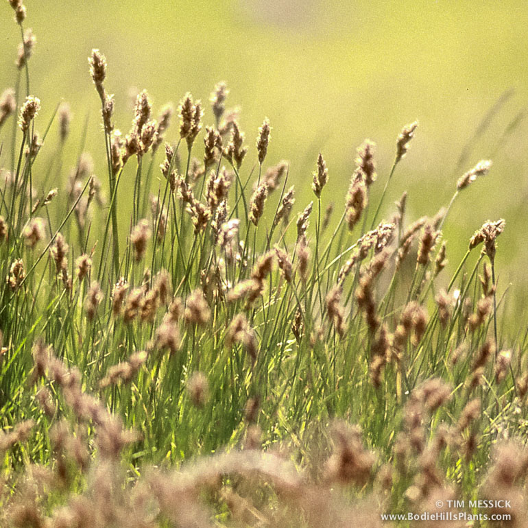 Carex douglasii at Bodie