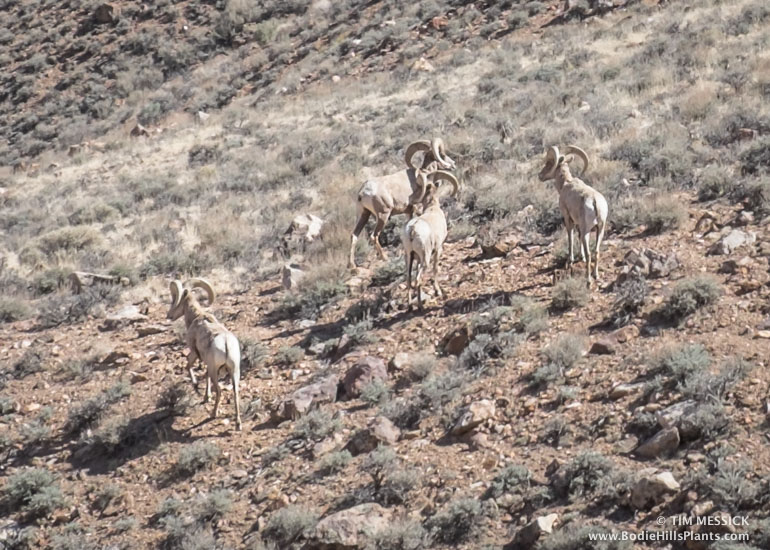 Desert Bighorn Sheep
