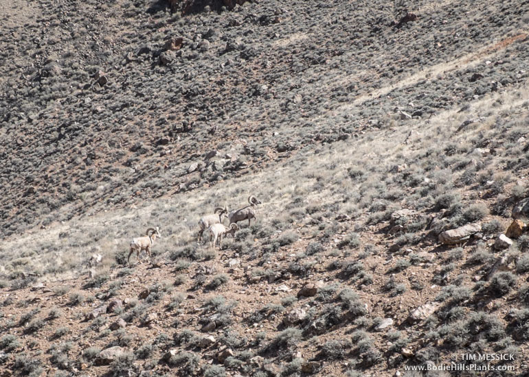 Desert Bighorn Sheep