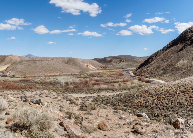 The Elbow from Dead Ox Pitch