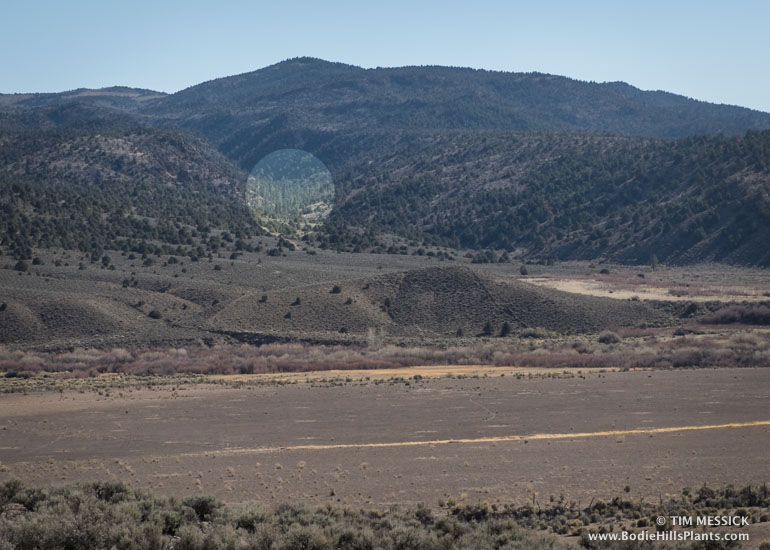Jeffrey pines in Masonic Gulch