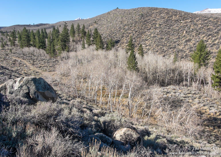 Site of the Green Creek Power House in 2015