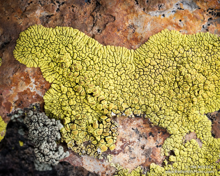TCM-23477-lichen