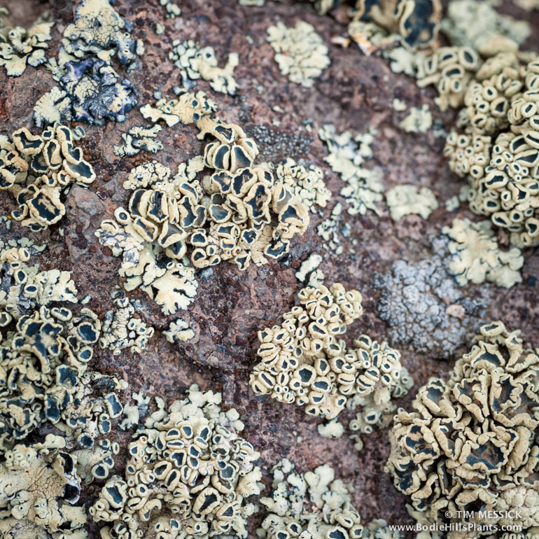 TCM-23514-lichen