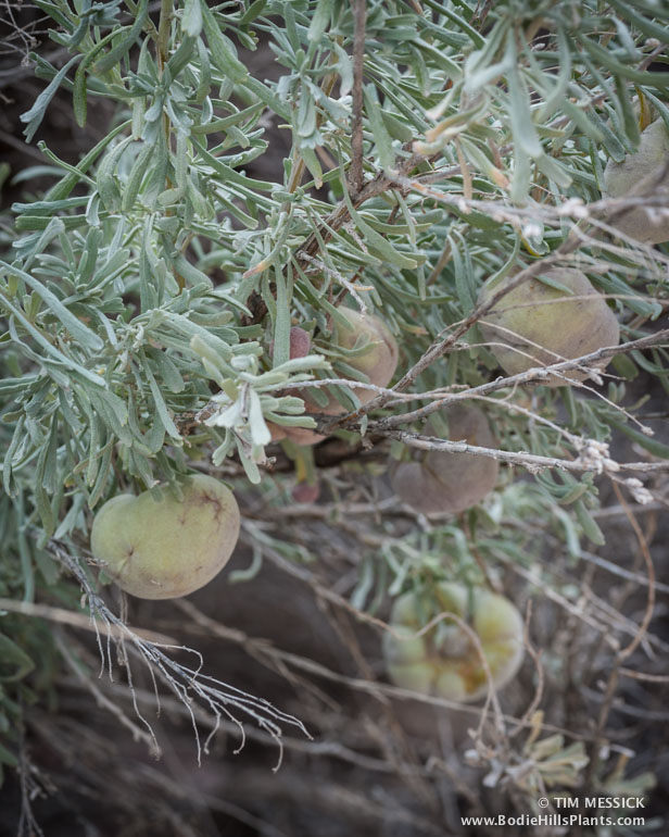 Sagebrush galls