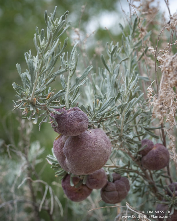 Sagebrush galls