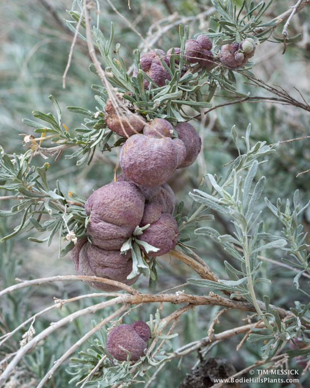 Sagebrush galls