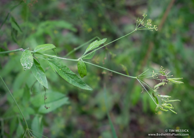 Osmorhiza occidenralis