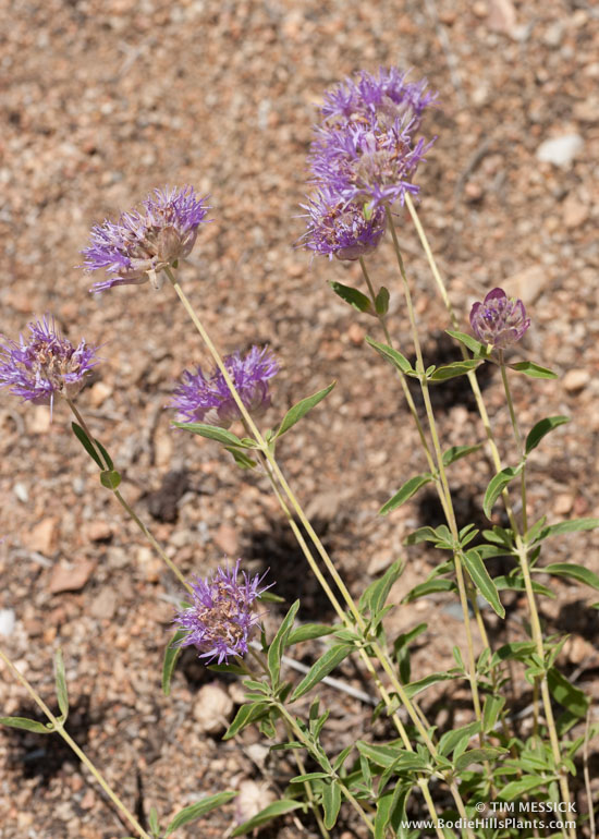Monardella odoratissima