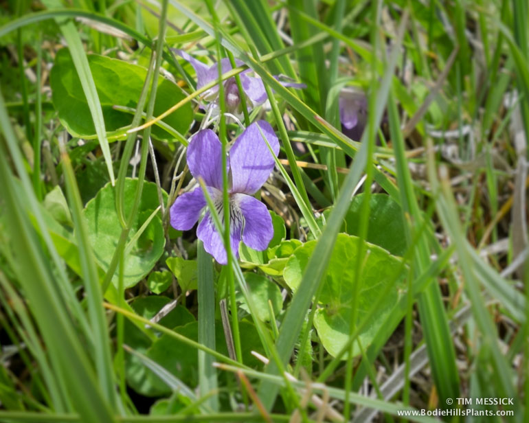 Viola nephrophylla