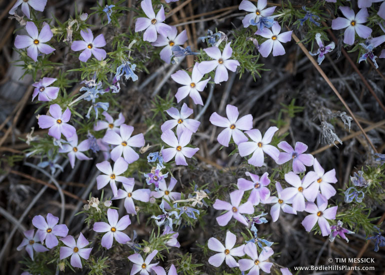 Phlox diffusa