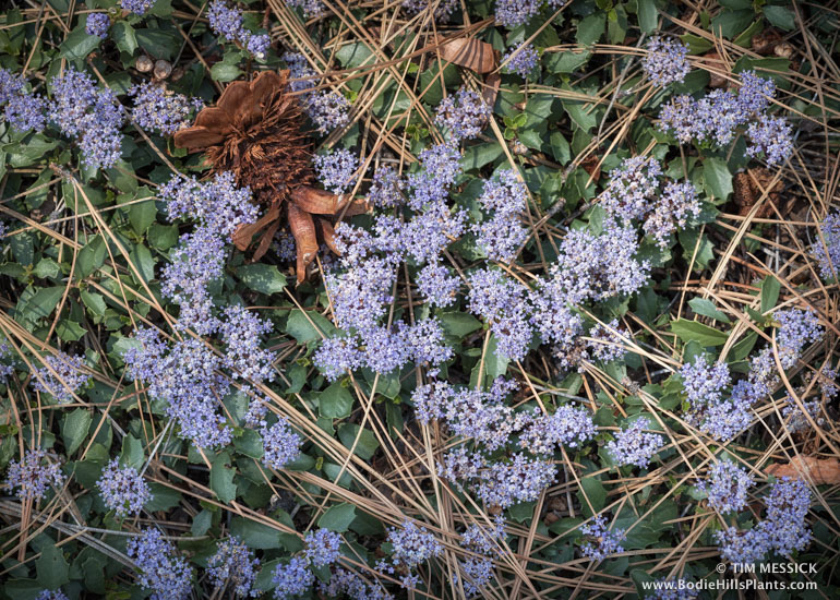 Ceanothus prostratus