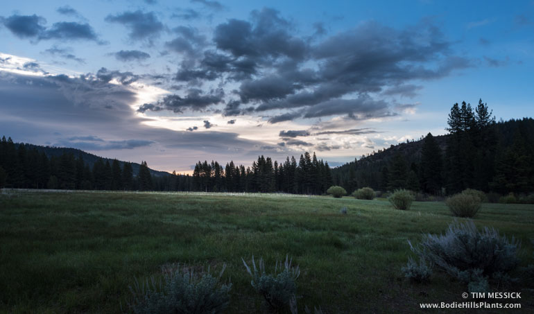 Meadow at Grover Hot Springs
