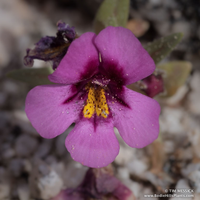 Mimulus nanus