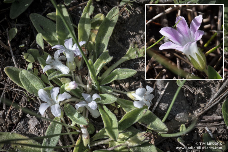 Hesperochiron californicus 