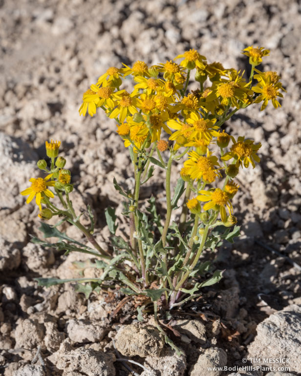 Packera multilobata