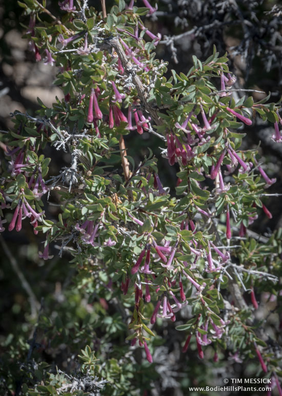 Symphoricarpos longiflorus