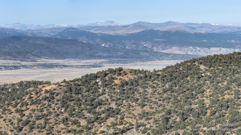 Bodie Hills from Lucky Boy Pass