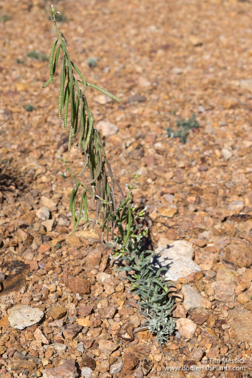 Boechera retrofracta