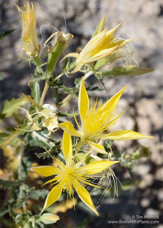 Mentzelia laevicaulis