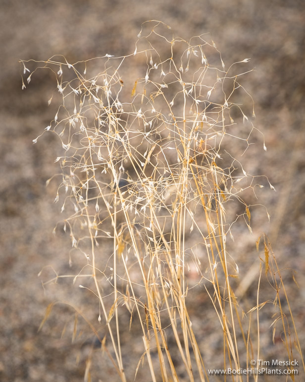 Stipa hymenoides