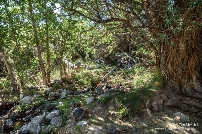 The spring at Fletcher.