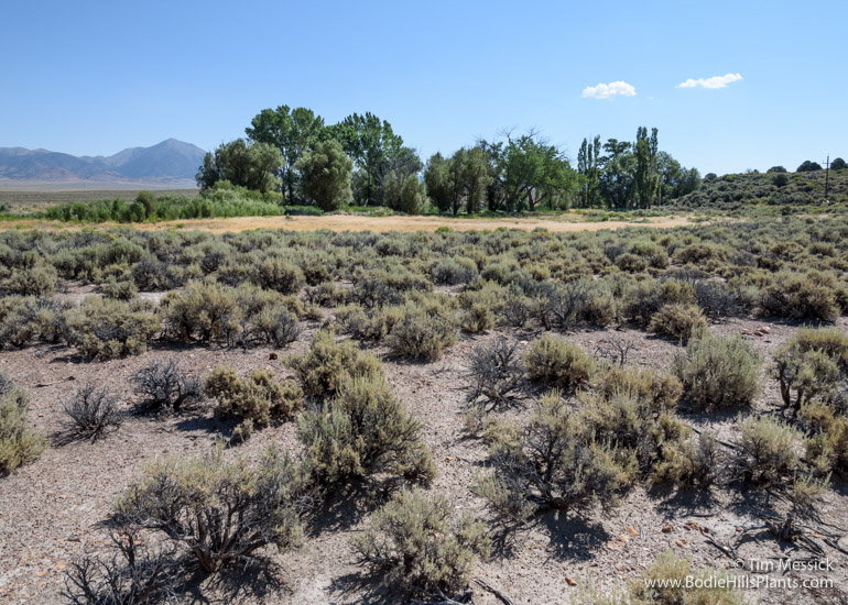 Fletcher from the west