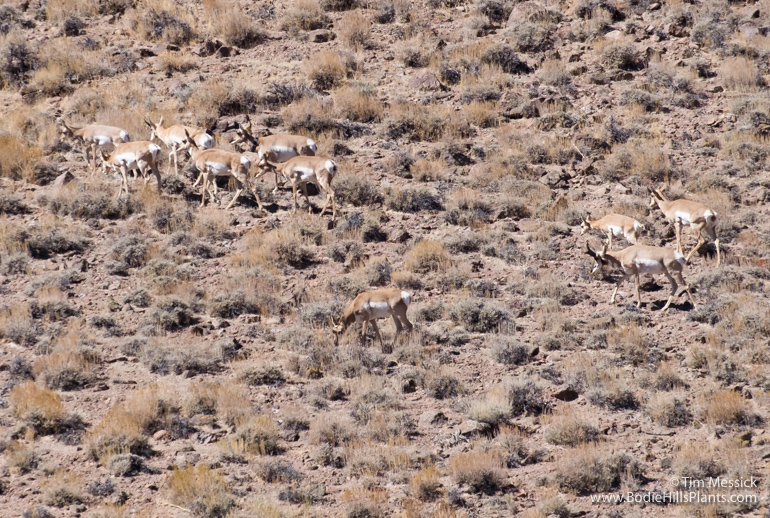 Pronghorn in Fletcher Valley