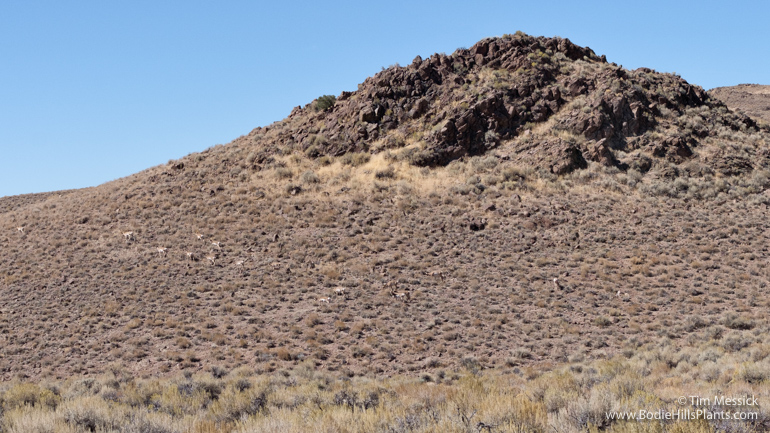 Pronghorn in Fletcher Valley