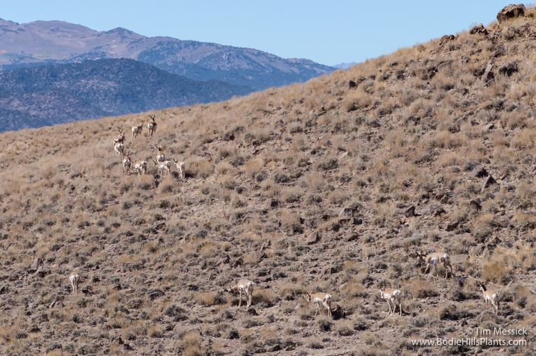 Pronghorn in Fletcher Valley