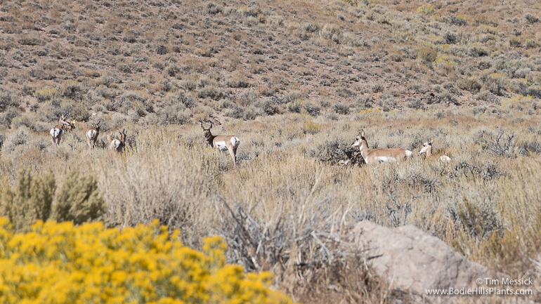 Pronghorn in Fletcher Valley