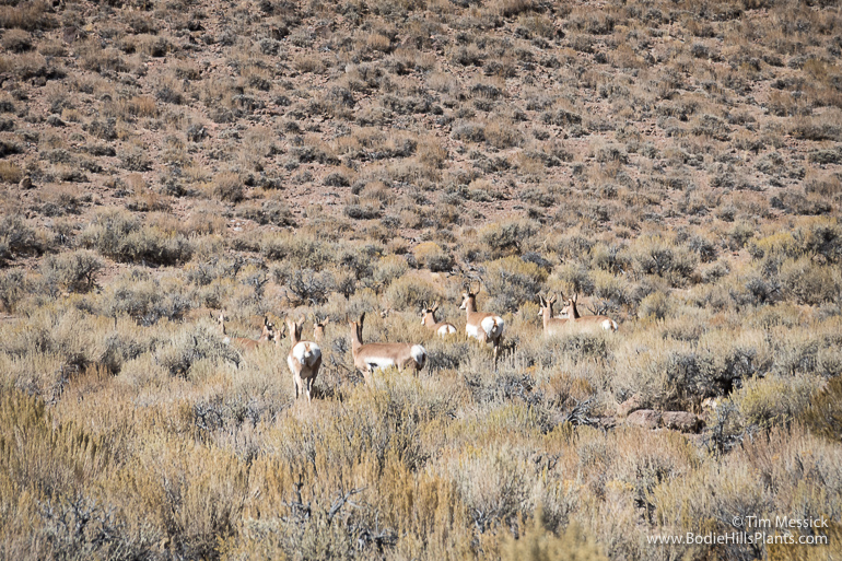 Pronghorn in Fletcher Valley