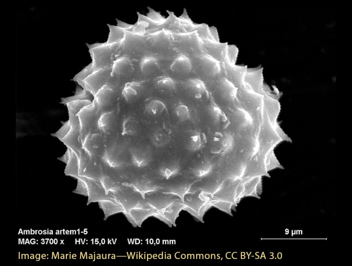 ambrosia_artem-wikipedia