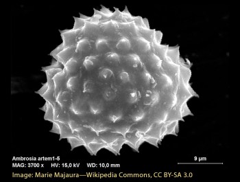 ambrosia_artem-wikipedia