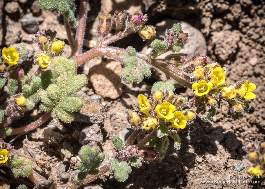 Phacelia monoensis