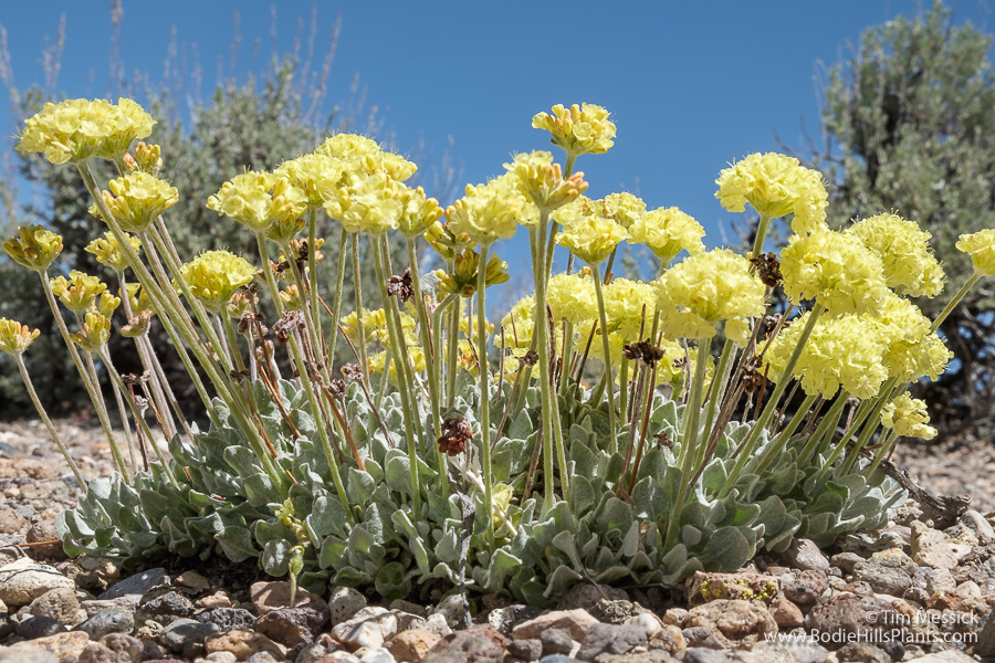Eriogonum ovalifolium