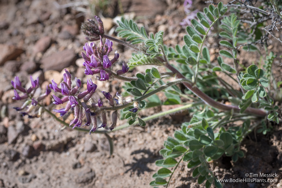 Astragalus malacus