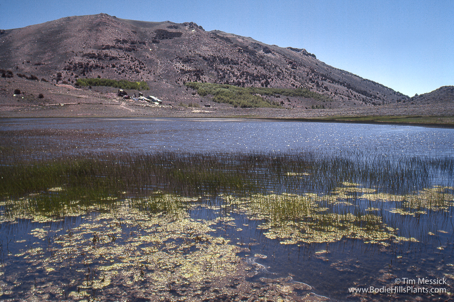 Chemung Lake in 1980