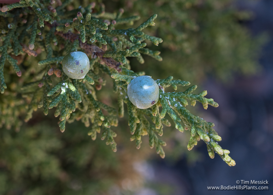 Utah juniper fruits