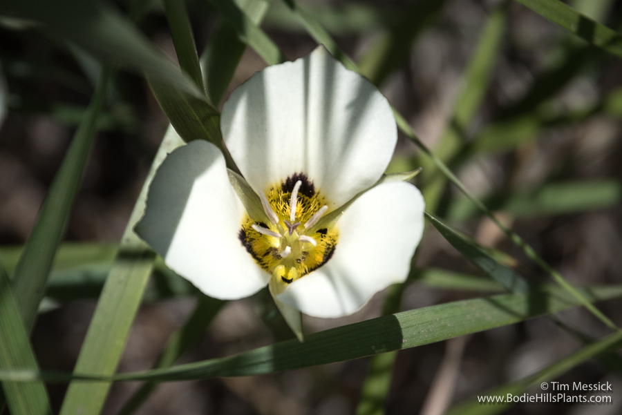 Calochortus