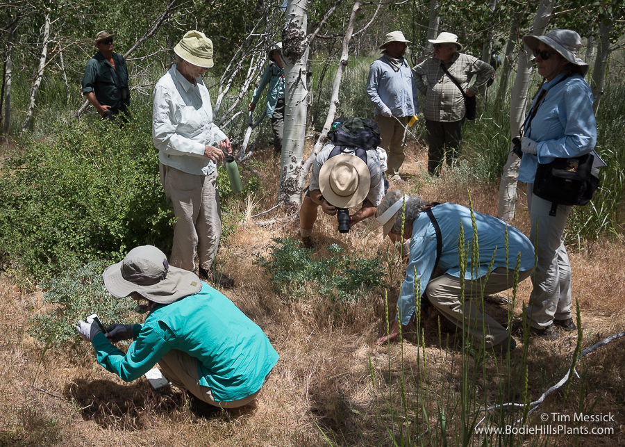Inspecting Paeonia