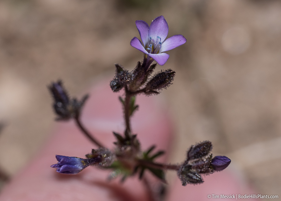 Gilia brecciarum