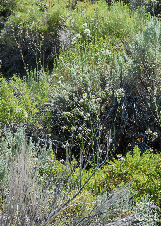 Thelypodium integrifolium
