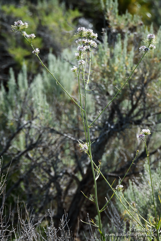 Thelypodium integrifolium