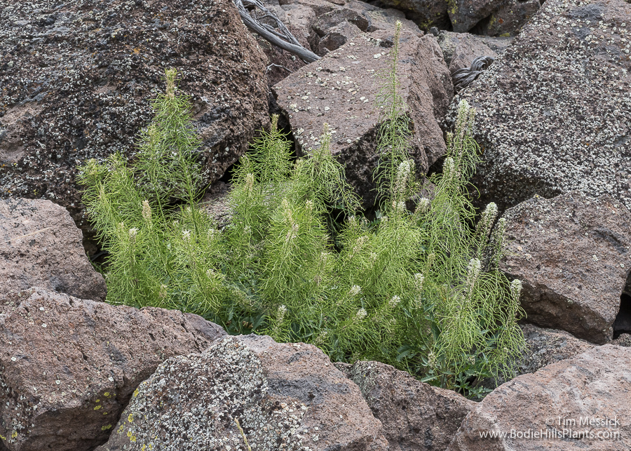 Thelypodium laciniatum