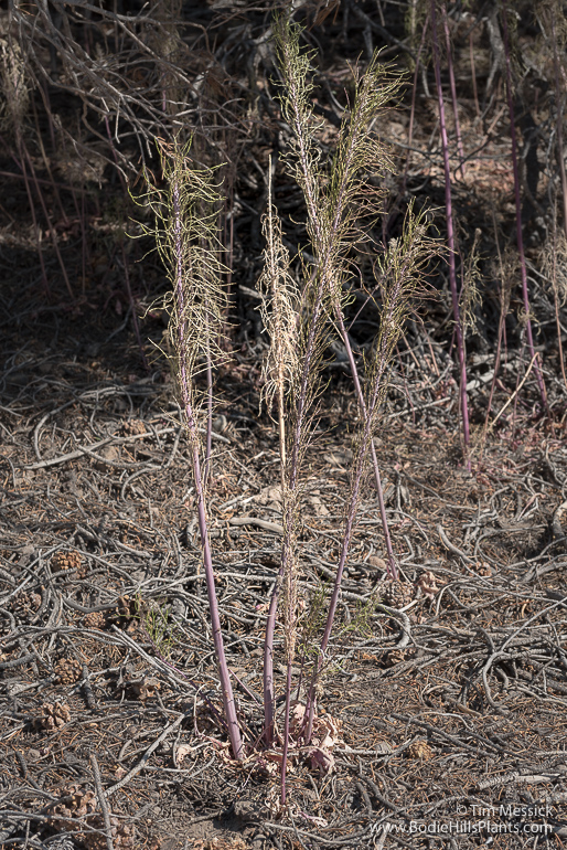 Thelypodium milleflorum