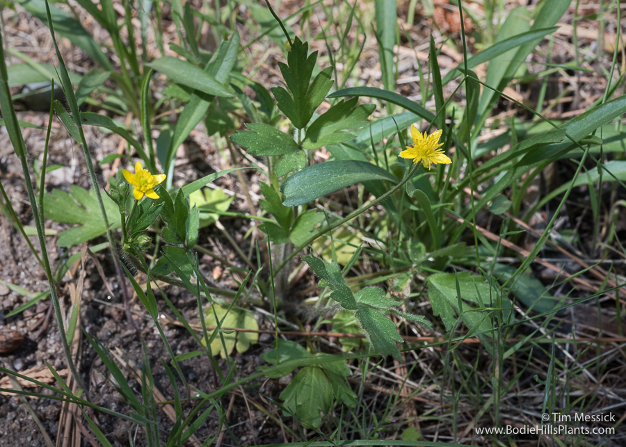 Ranunculus occidentalis