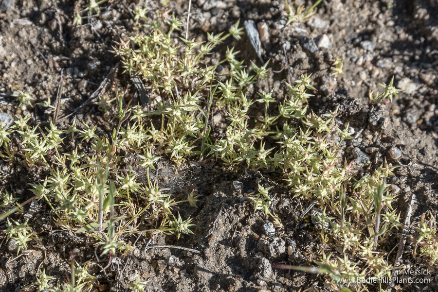 Ranunculus testiculatus