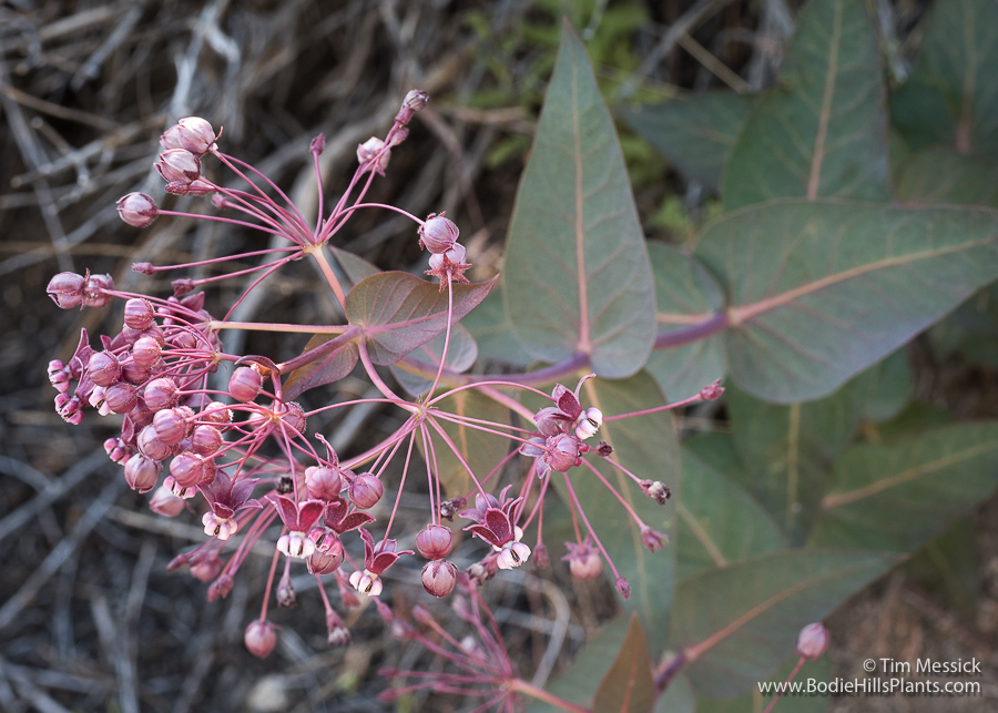 Asclepias cordifolia